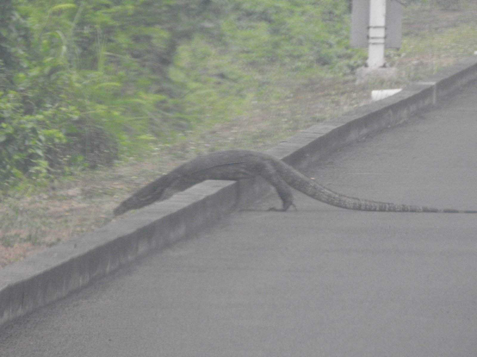 Tim survei mengamati fauna hasil tangkapan bubu di kawasan mangrove