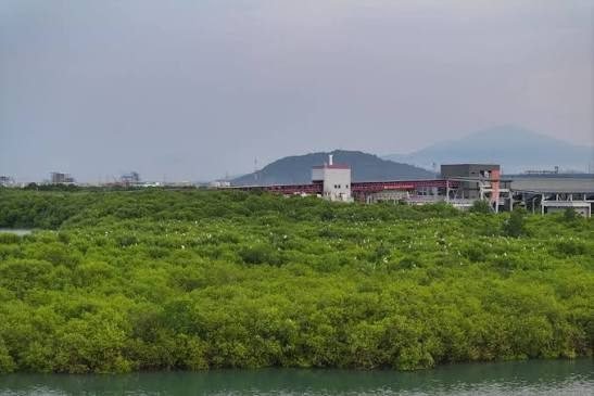 Pemandangan udara PLTU Jawa 7 dan kawasan mangrove